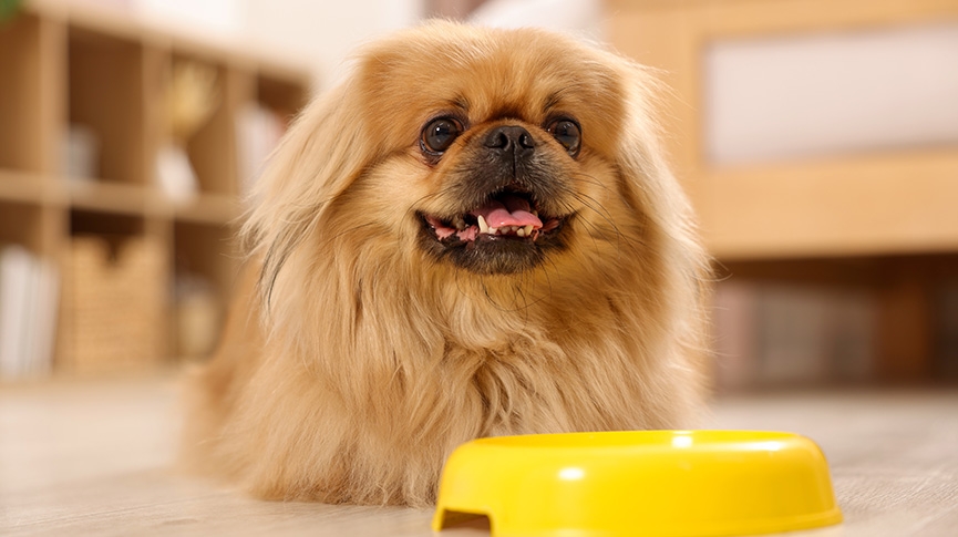 狗碗怎樣選最安全-不鏽鋼-陶瓷及塑膠比較-慢食碗-碗架完整指南